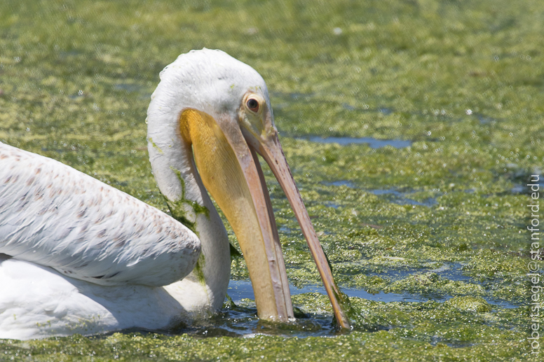 emily renzel wetlands